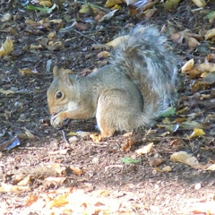 Sciurus carolinensis
