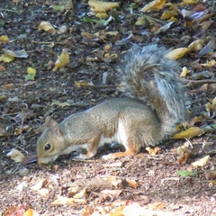 Sciurus carolinensis