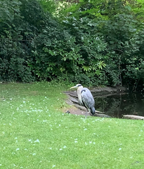 Ardea cinerea