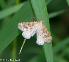 Eufidonia discospilata