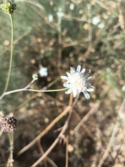 Pycnocomon rutifolium