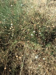 Pycnocomon rutifolium