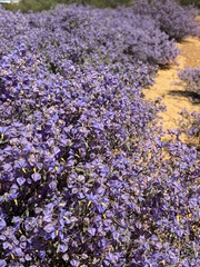 Seringia integrifolia