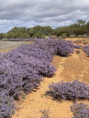 Seringia integrifolia