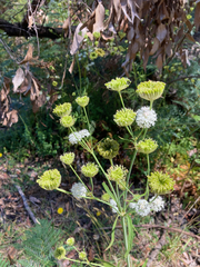Trachymene