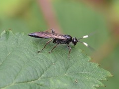 Stenichneumon culpator