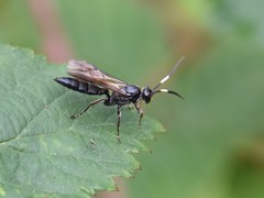 Stenichneumon culpator