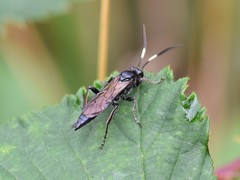 Stenichneumon culpator