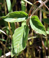 Pseudarthria hookeri hookeri