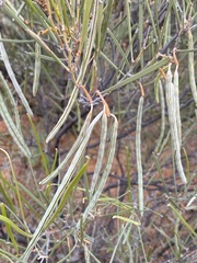 Acacia ramulosa
