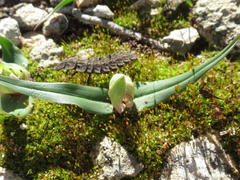 Colchicum eucomoides