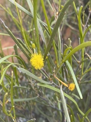 Acacia ramulosa
