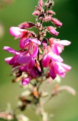 Pseudarthria hookeri hookeri