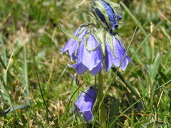 Campanula alpina