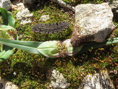 Colchicum eucomoides