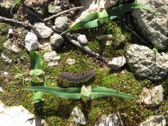 Colchicum eucomoides
