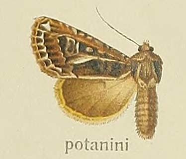 Odontestra potanini