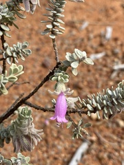 Eremophila punicea
