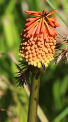 Kniphofia linearifolia