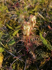 Pedicularis compacta