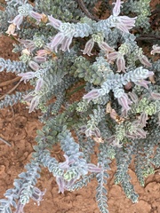 Eremophila punicea