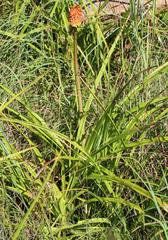 Kniphofia linearifolia