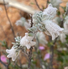 Eremophila punicea