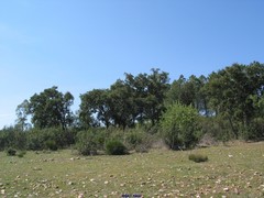 Pyrus bourgaeana
