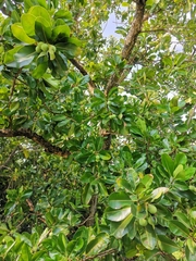 Mammea siamensis