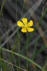 Ranunculus sartorianus