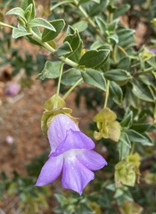 Eremophila simulans