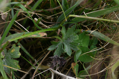 Ranunculus sartorianus