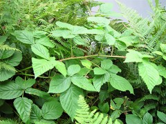 Rubus scissus