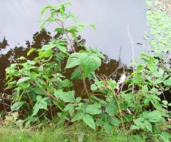Rubus scissus