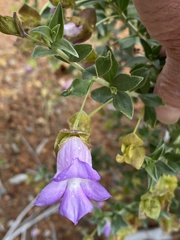 Eremophila simulans