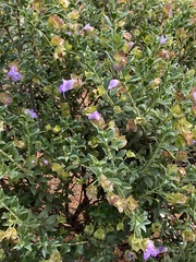 Eremophila simulans