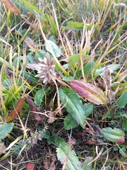 Dracocephalum grandiflorum