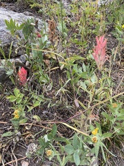 Castilleja miniata miniata