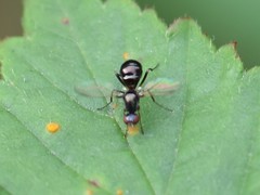 Nemopoda nitidula
