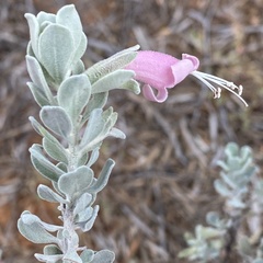 Eremophila glandulifera