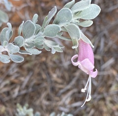 Eremophila glandulifera