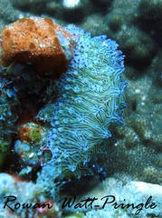 Halgerda willeyi
