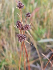 Luzula multiflora sibirica