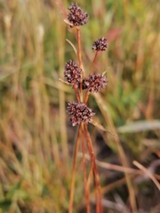 Luzula multiflora sibirica