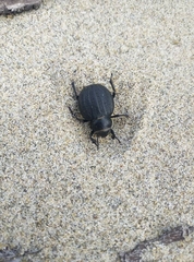 Pimelia bipunctata