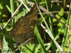 Cymothoe alcimeda alcimeda
