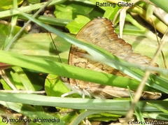 Cymothoe alcimeda alcimeda