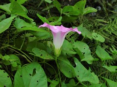Calystegia sepium roseata