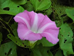 Calystegia sepium roseata