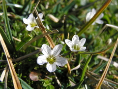 Moehringia ciliata